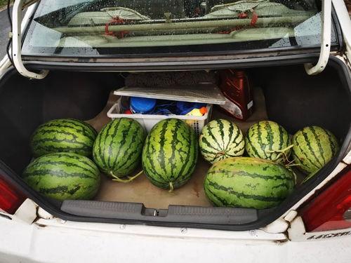 瓜地神仙吃,瓜地神仙的奇幻食旅记