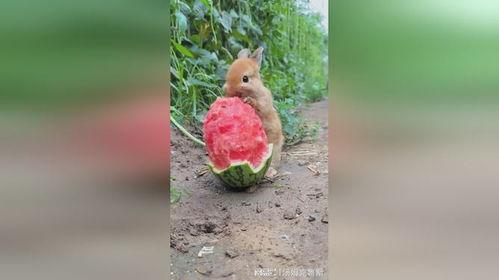 吃瓜的大兔子,揭秘娱乐圈幕后故事