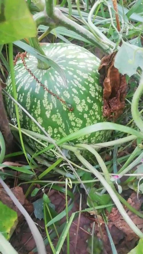 在石在线吃瓜,揭秘娱乐圈幕后故事