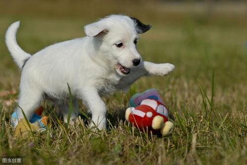 老人总说狗吃瓜,老人口中的趣味传说与生活智慧