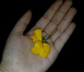 吃瓜摔瓜视频素材,吃瓜摔瓜视频背后的趣味与思考