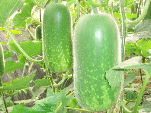 工地吃瓜视频大全,揭秘工地生活趣味瞬间