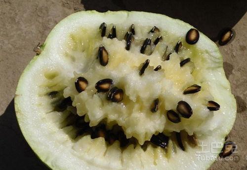 籽瓜摔着吃,摔出美味，摔出健康