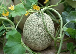 梦梦哟吃哈密瓜,梦梦哟的哈密瓜美食之旅