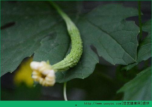 吃瓜打胎,打胎事件引发社会关注与反思