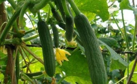 连续吃很多个瓜,连续吃瓜,揭秘娱乐圈那些事儿