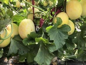 扶瓜坐等吃瓜图片,瓜熟蒂落，共享丰收喜悦