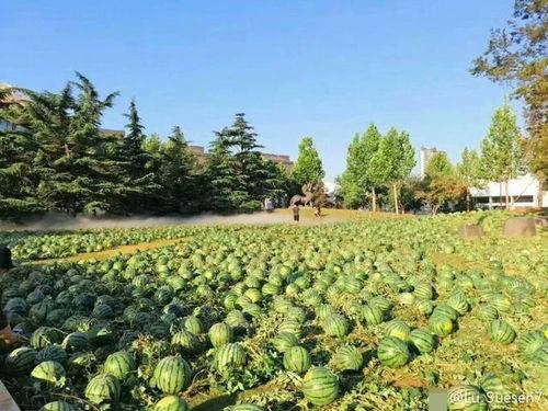 天津高校吃瓜,吃瓜群众的味蕾盛宴