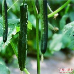 日常吃的瓜,探寻日常生活中的甜蜜滋味