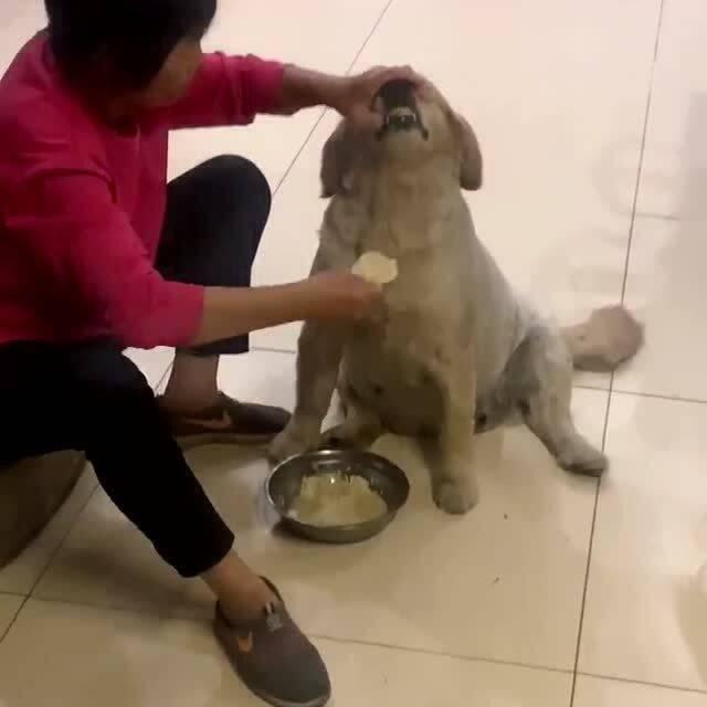 狗狗让奶奶吃瓜,奶奶甜蜜瓜香时光