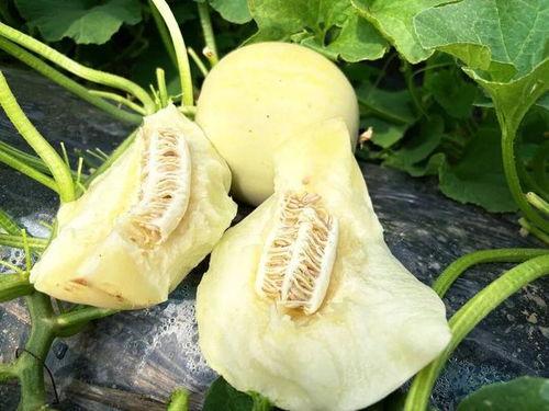 闷着吃的瓜,探寻美食背后的故事与秘密