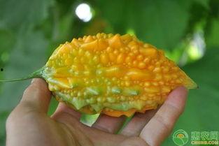 癞小瓜怎么吃