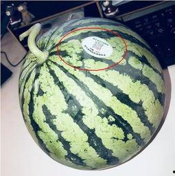 滕江浮诗 吃瓜,吃瓜背后的文化现象与社会解读